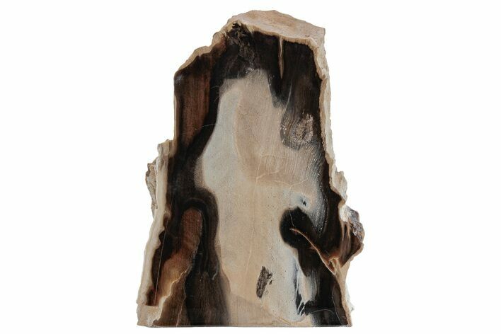 Tall, Polished Petrified Wood (Sequoia) Stand-up - Oregon #210834